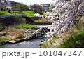 Cherry blossoms over a stream, Minami Asakawa, Tokyo 101047347