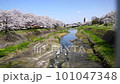 Cherry blossoms over a stream, Minami Asakawa, Tokyo 101047348
