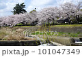 Cherry blossoms over a stream, Minami Asakawa, Tokyo 101047349