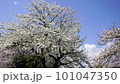 Cherry blossoms over a stream, Minami Asakawa, Tokyo 101047350