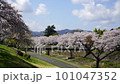 Cherry blossoms over a stream, Minami Asakawa, Tokyo 101047352
