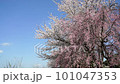 Weeping cherry tree over a stream, Minami Asakawa, Tokyo 101047353