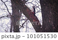 Great spotted woodpecker working on oak tree in winter in Ukraine, Eastern Europe 101051530