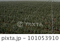 Flying over the green plantations of fruit trees. Apple orchards. The texture of the forest top view 101053910