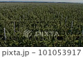 Agricultural farmer field with fruit garden of apple trees planted in smooth row. Aerial shot over 101053917