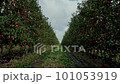 Aerial shot agricultural apple farm trees. Aerial view industrial countryside plant farming 101053919