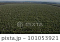 Agricultural farmer field with fruit garden of apple trees planted in smooth row. Aerial shot over 101053921