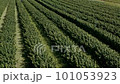 Rows of raspberry fruit crops aerial above agriculture harvest. 101053923