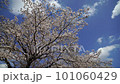Cherry blossoms over a stream, Minami Asakawa, Tokyo 101060429