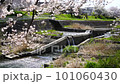 Cherry blossoms over a stream, Minami Asakawa, Tokyo 101060430
