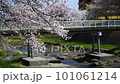 Cherry blossoms over a stream, Minami Asakawa, Tokyo 101061214