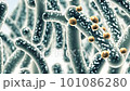 Microbacteria and bacterial organisms.biology and science background. 101086280