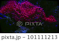 Sea anemone. Nice marine life background. 101111213