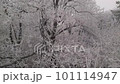 Orbiting around winter tree with branches covered with rime ice or hoarfrost 101114947