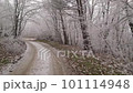 Flying between trees covered in hoar frost, drone shot 101114948