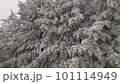 Flying around pine trees tops with hoarfrost at branches 101114949
