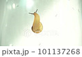 The snail is climbing onto the glass 101137268