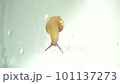 The snail is climbing onto the glass 101137273