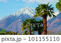 palm tree snow mountain - summer and winter blend - palms and mountains with snow background 101155110