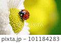 Ladybug on white flower with yellow stamens macro 101184283