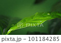 Beautiful large drops falling on green coffee leaf 101184285