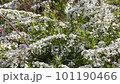 Willow fluttering in the spring breeze 101190466