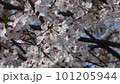 Cherry trees swaying in the wind 101205944