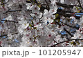 Cherry trees swaying in the wind 101205947