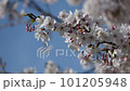 Cherry trees swaying in the wind 101205948