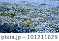 Refreshing blue flower nemophila 101211629