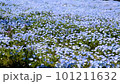 Refreshing blue flower nemophila 101211632