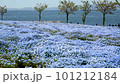 Nemophila, a blue flower that melts into the sea 101212184