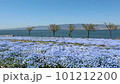 Nemophila, a blue flower that melts into the sea 101212200