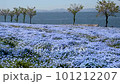 Nemophila, a blue flower that melts into the sea 101212207
