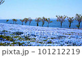 Nemophila, a blue flower that melts into the sea 101212219