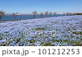 Nemophila, a blue flower that melts into the sea 101212253