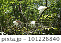 田木芝之花 101226840