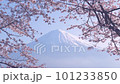 満開の桜と富士山は日本を代表する風景の動画素材