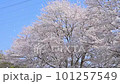 Sakurafubuki Sakura Falls Japan 101257549