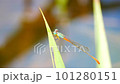 Ceriagrion cerinorubellum (ornate coraltail) perching in grass leaf.  It's commonly known as the bi-coloured damsel. This is the most common and beautiful species of damselflies. 101280151