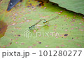 Ischnura senegalensis, also known variously as common bluetail, marsh bluetail, ubiquitous bluetail, African bluetail, and Senegal golden dartlet mating on lilywater leaf.  101280277