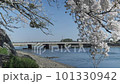 宇治橋を南西から撮影(桜大きく込み) 101330942