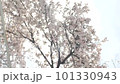 宇治の桜を見上げたところ 101330943
