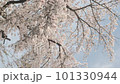 宇治の桜を見上げたところ 101330944