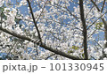 宇治の桜　アップ 101330945