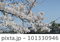 宇治の桜を見上げたところ 101330946