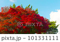宇治の紅葉　 101331111