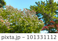 宇治公園の緑　秋 101331112