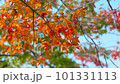 宇治公園の紅葉 101331113