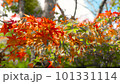 宇治公園の紅葉 101331114
